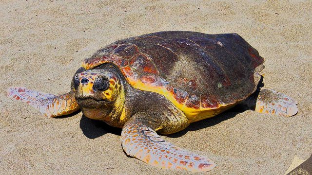 Mersin'de doğa turizmi Caretta carettalar ve Akdeniz foklarıyla öne çıkıyor